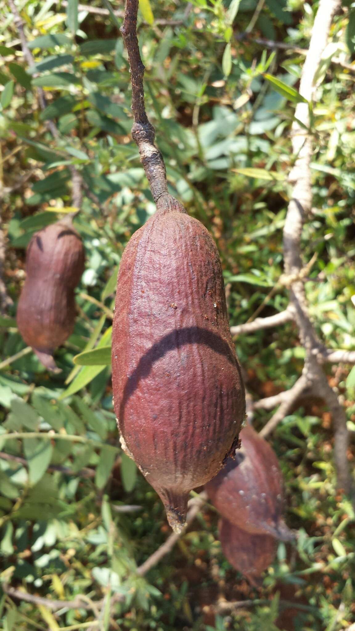 Image of Dupuya madagascariensis