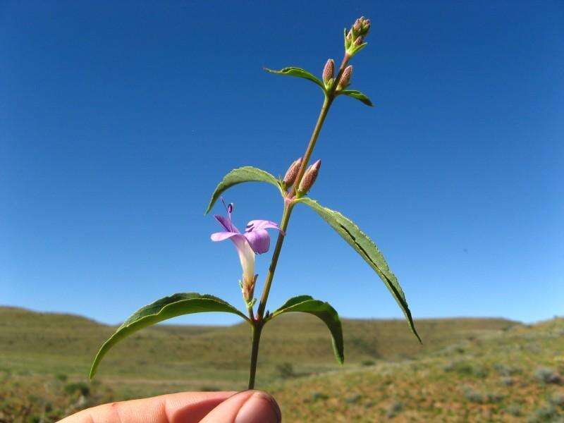 Image of Barleria lancifolia subsp. lancifolia