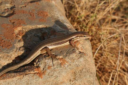 Слика од Trachylepis gravenhorstii (Duméril & Bibron 1839)