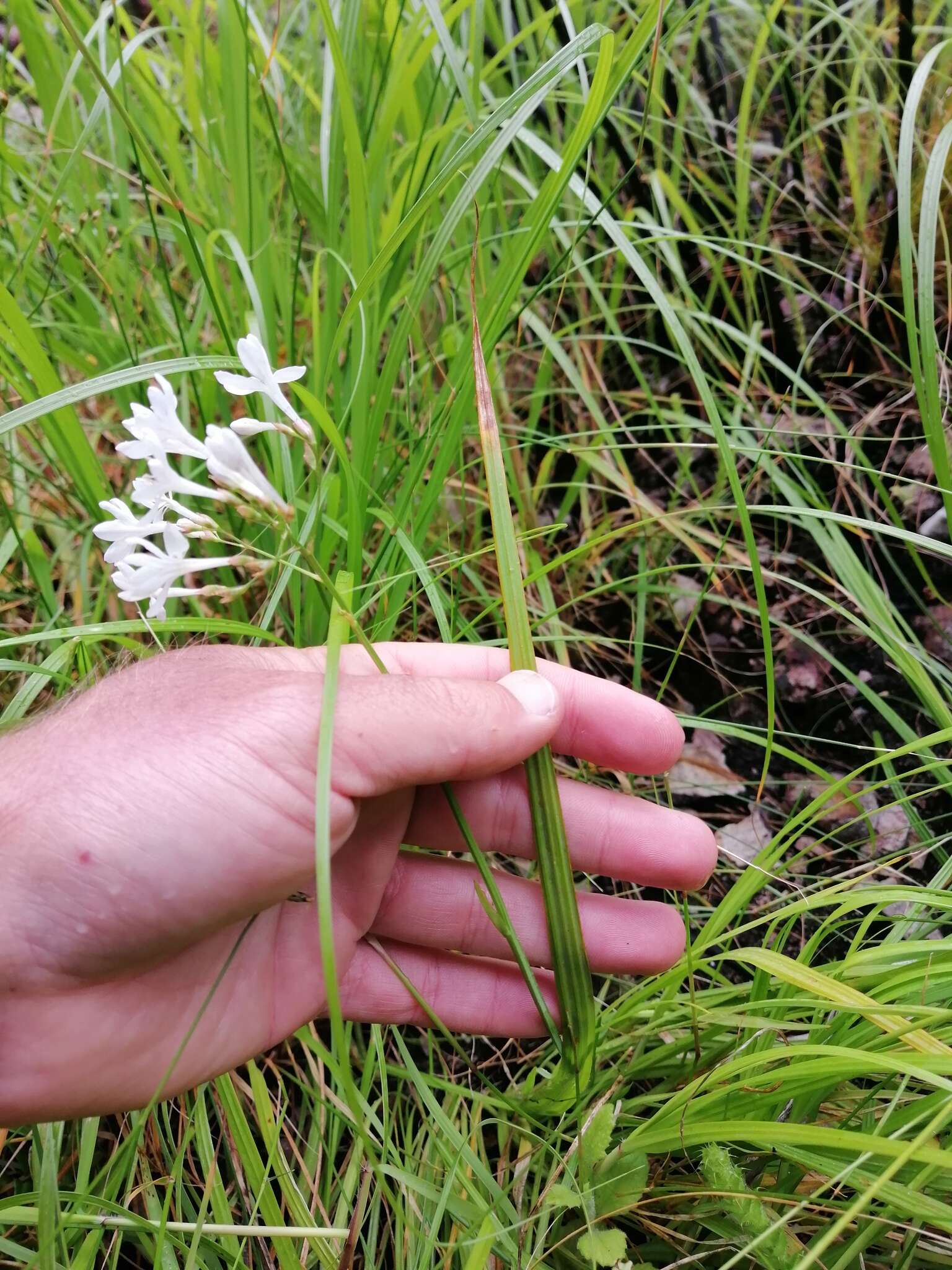 Image of Schizorhiza neglecta (Goldblatt) Goldblatt & J. C. Manning