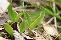 Image of Limestone Adder's-Tongue