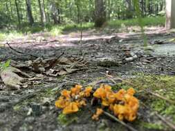 Image of Craterellus aureus Berk. & M. A. Curtis 1860