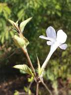 Plancia ëd Barleria humbertii Benoist