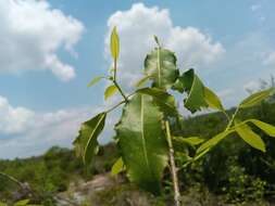 Image de Rinorea arborea (Thou.) Baill.