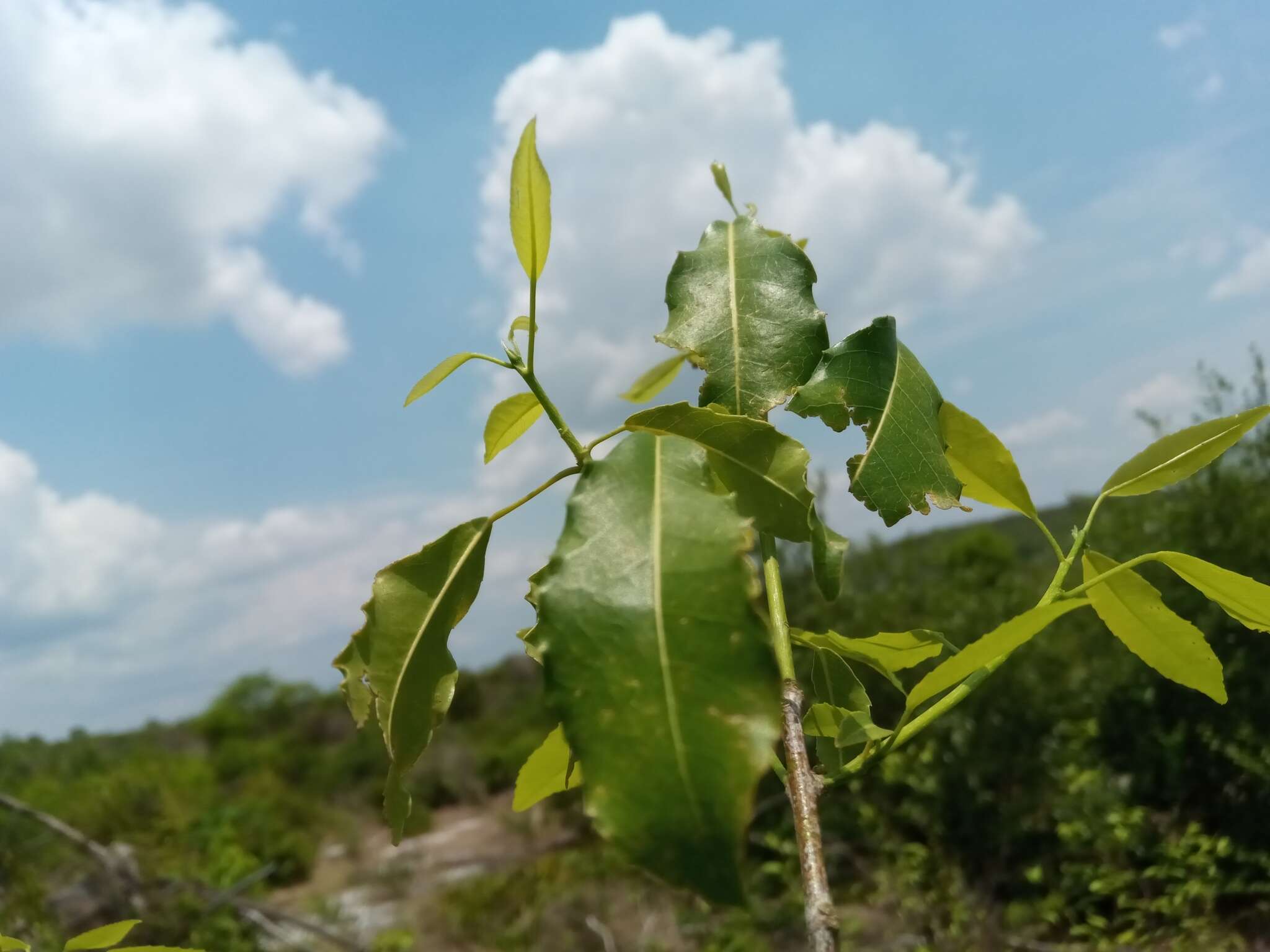 Image of Rinorea arborea (Thou.) Baill.