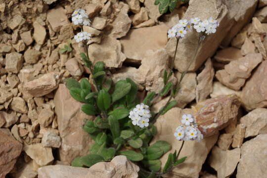 Imagem de Myosotis schistosa A. P. Khokhrjakov