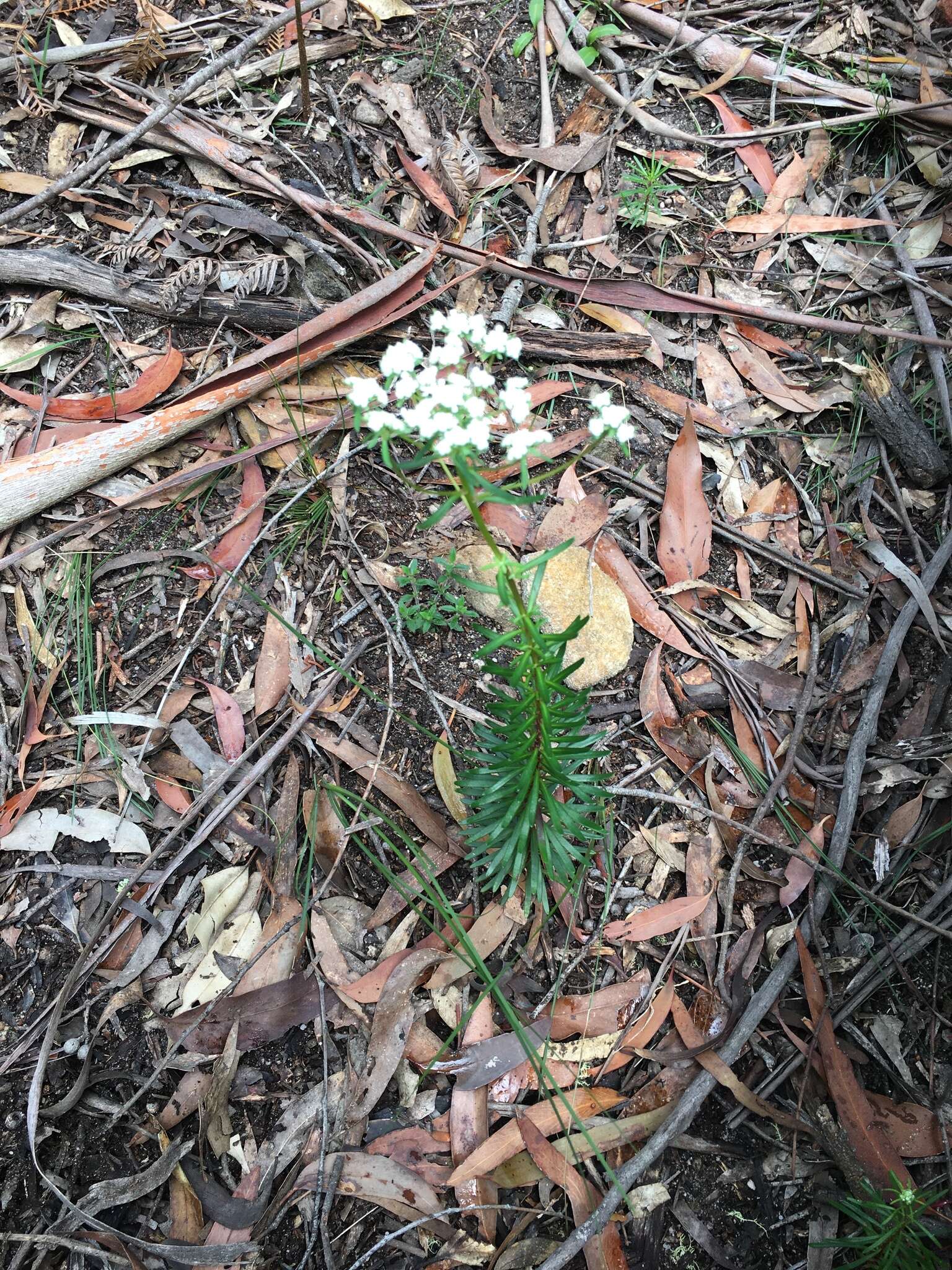 Imagem de Poranthera ericifolia Rudge