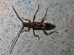 Image of Coptocercus rubripes (Boisduval 1835)