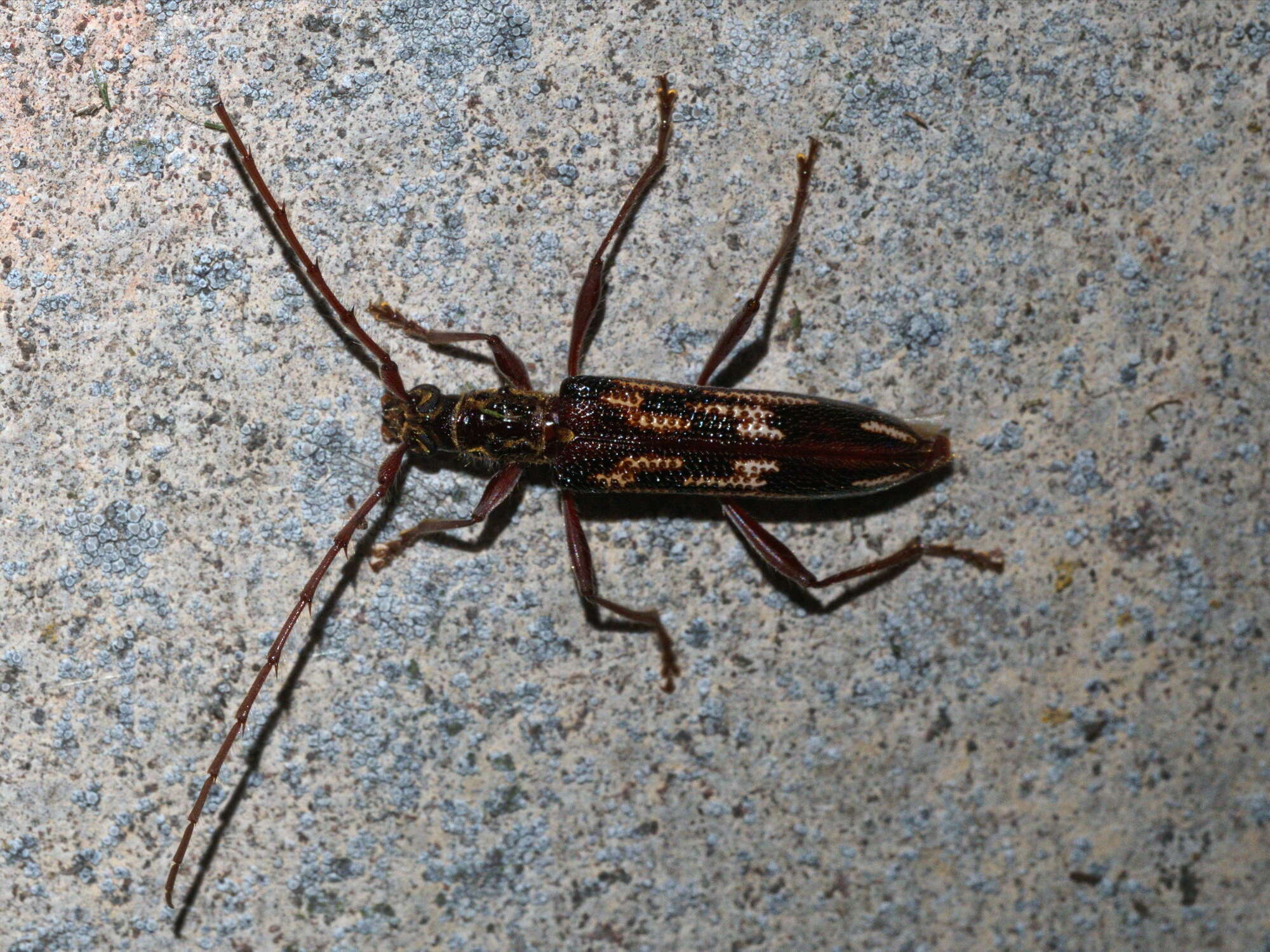 Image of Coptocercus rubripes (Boisduval 1835)