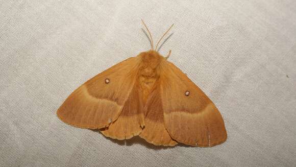 Image of oak eggar