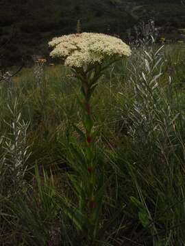 Sivun Crassula acinaciformis Schinz. kuva