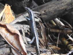 Image of Black Emo Skink