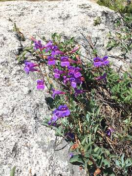 Image of azure penstemon