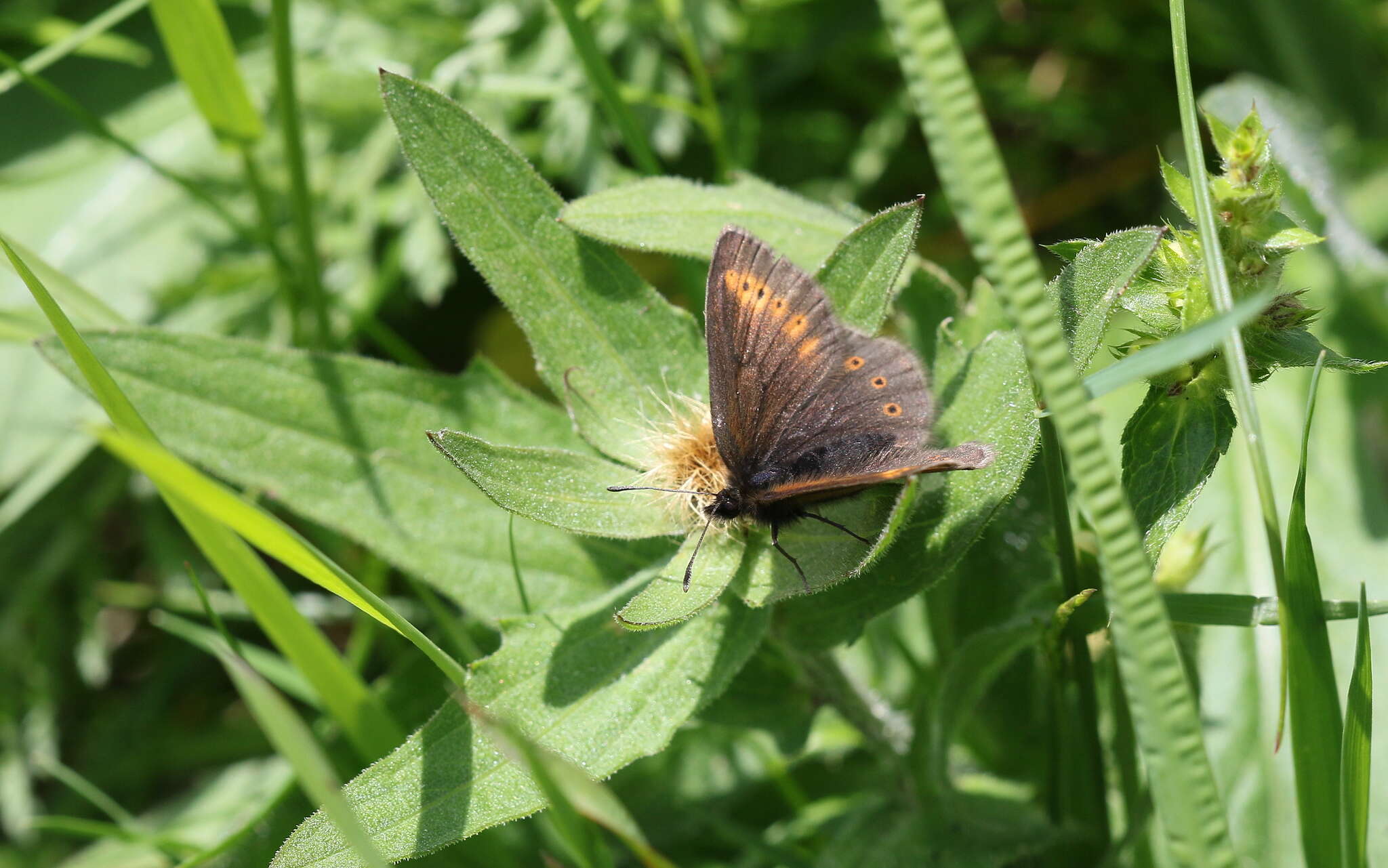 Image of Yellow-banded Ringlet