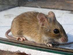 Image of Namaqua Rock Mouse