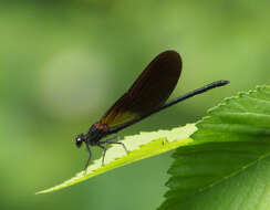 Image of Copper Demoiselle