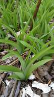 Image of orange daylily