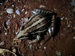 صورة Leptodactylus plaumanni Ahl 1936