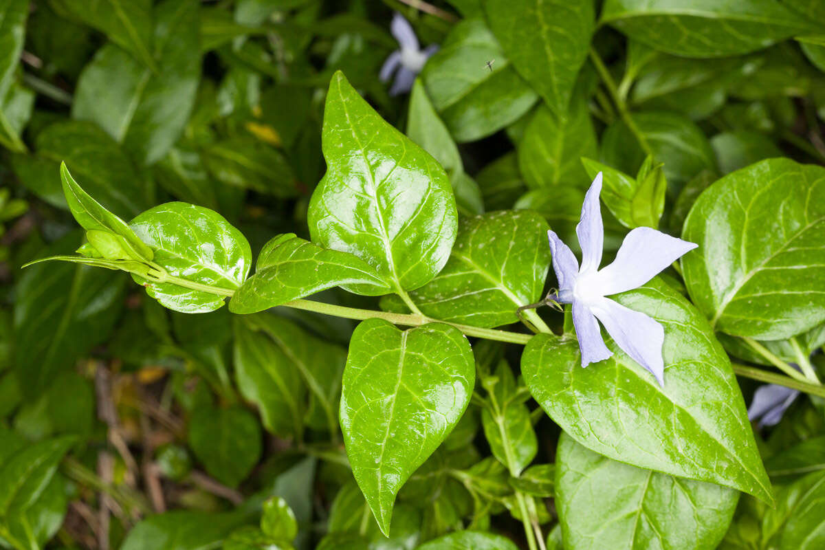 Image of Vinca difformis subsp. sardoa Stearn