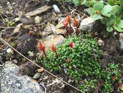 Imagem de Diapensia lapponica var. obovata F. Schmidt