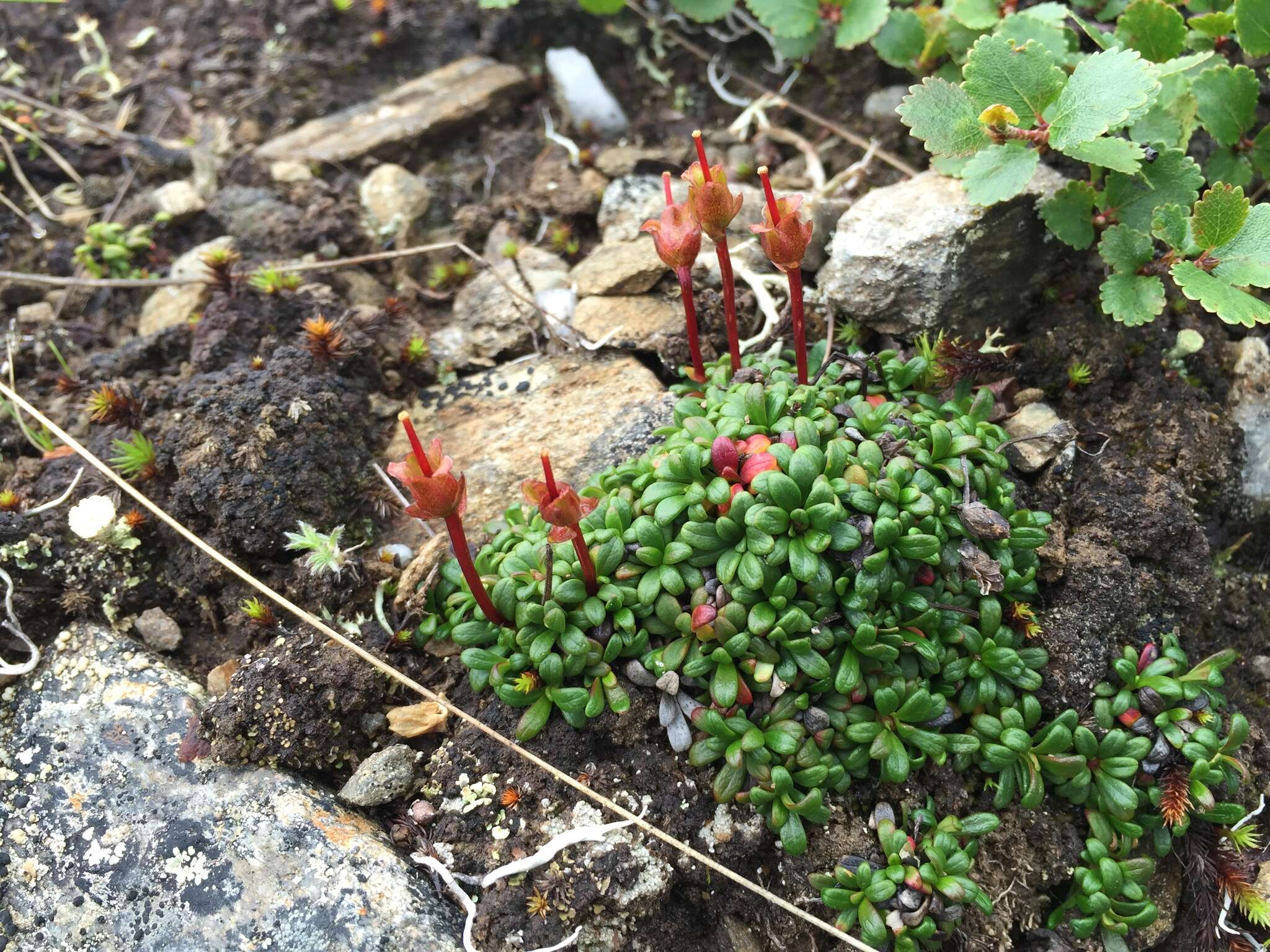 Imagem de Diapensia lapponica var. obovata F. Schmidt