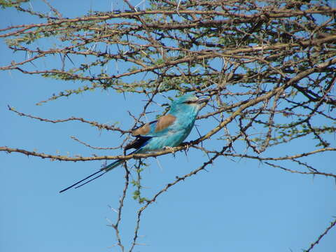 Image of Abyssinian Roller