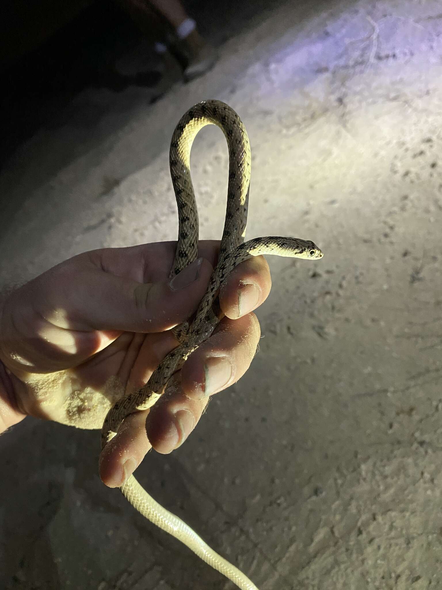 Image of Platyceps ventromaculatus (Gray 1834)