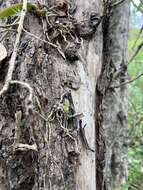Image of spotted mule-ear orchid