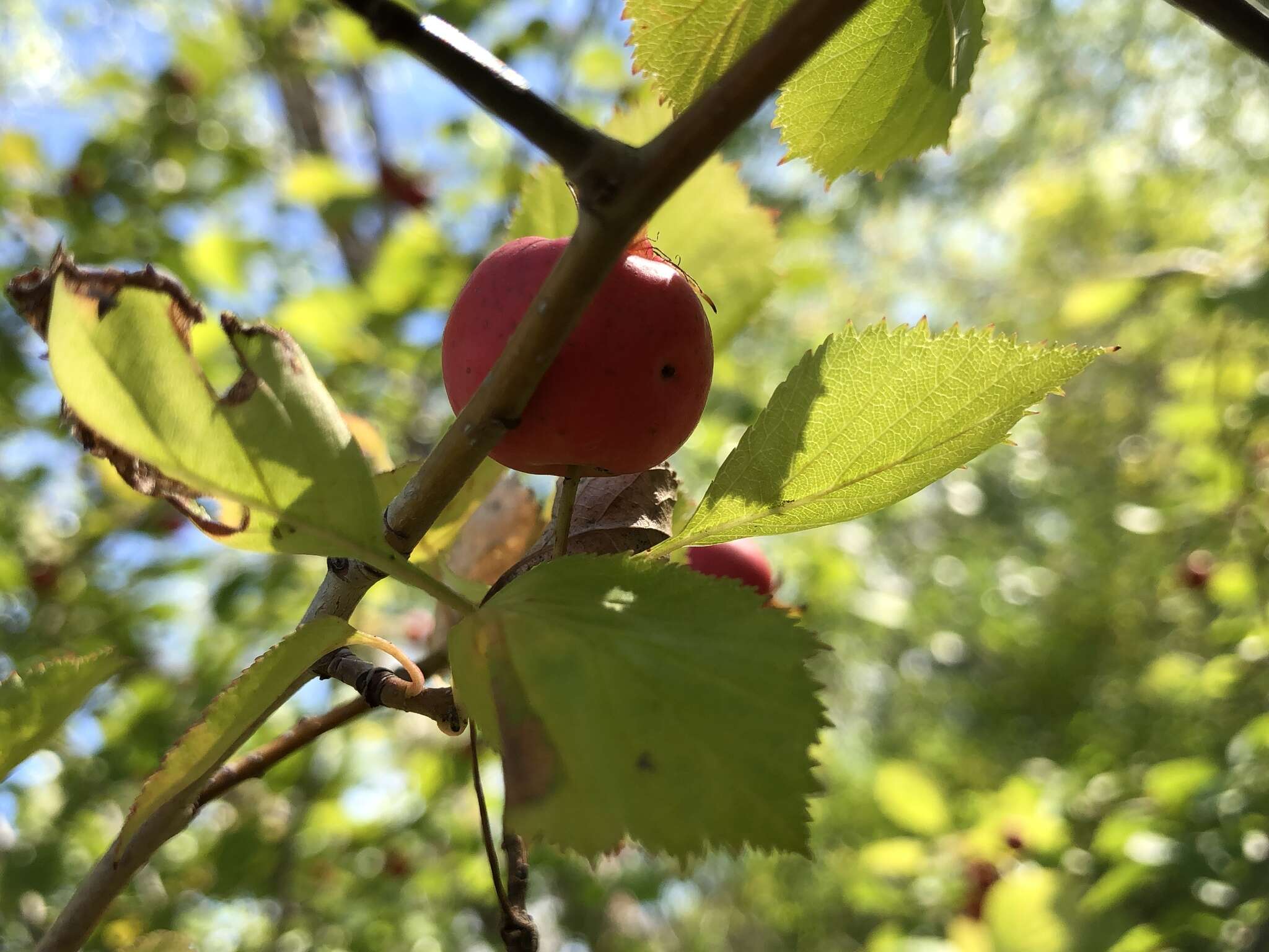 Plancia ëd Crataegus suborbiculata Sarg.