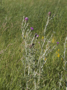 Image of Flodman's thistle