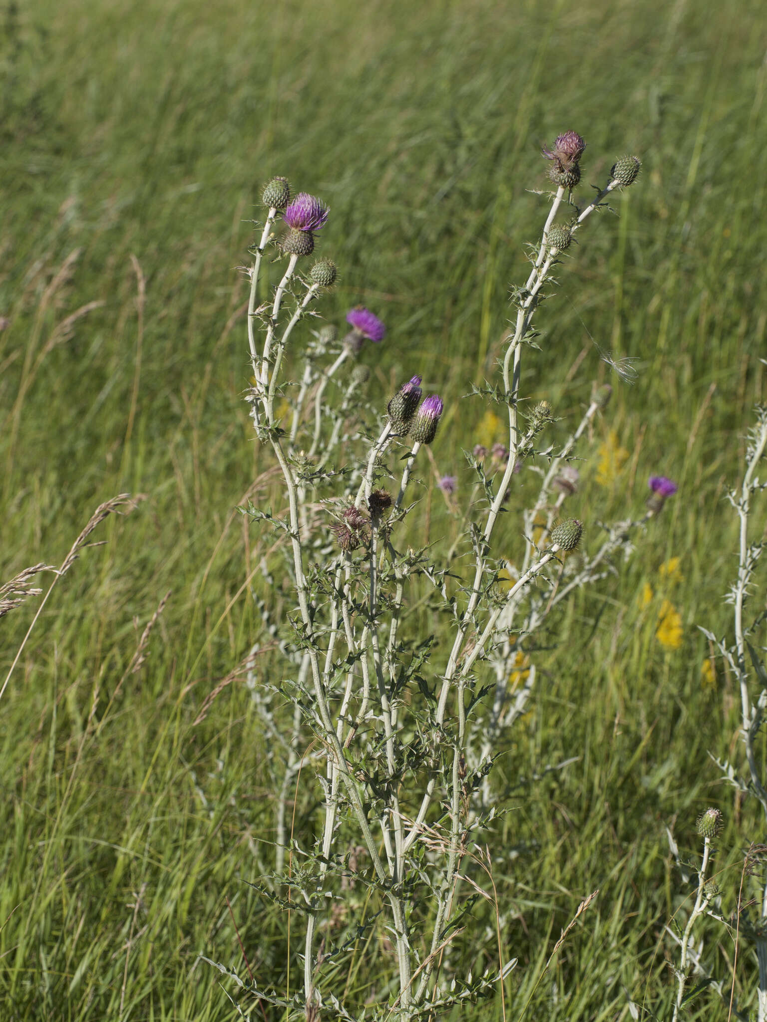 Image de Cirsium flodmanii (Rydb.) Arthur