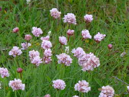 Imagem de Armeria maritima (Mill.) Willd.