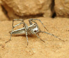 Image of Oxyopes tridens Brady 1964