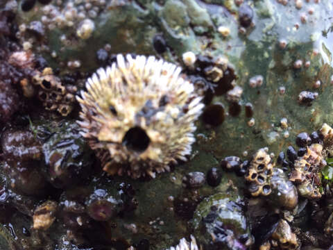 Image of thatched barnacle