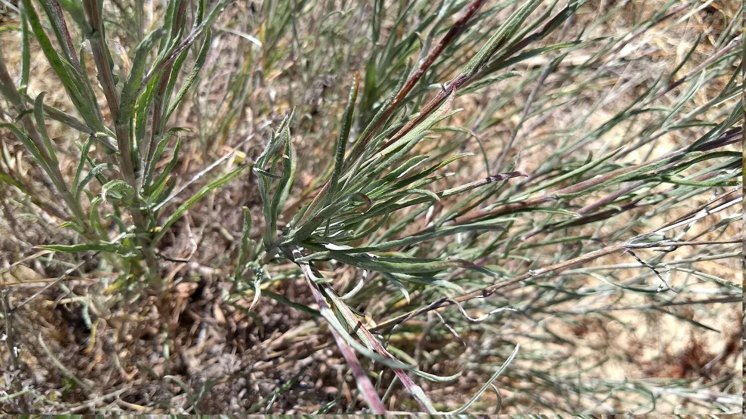 Image of Corethrogyne filaginifolia var. linifolia H. M. Hall