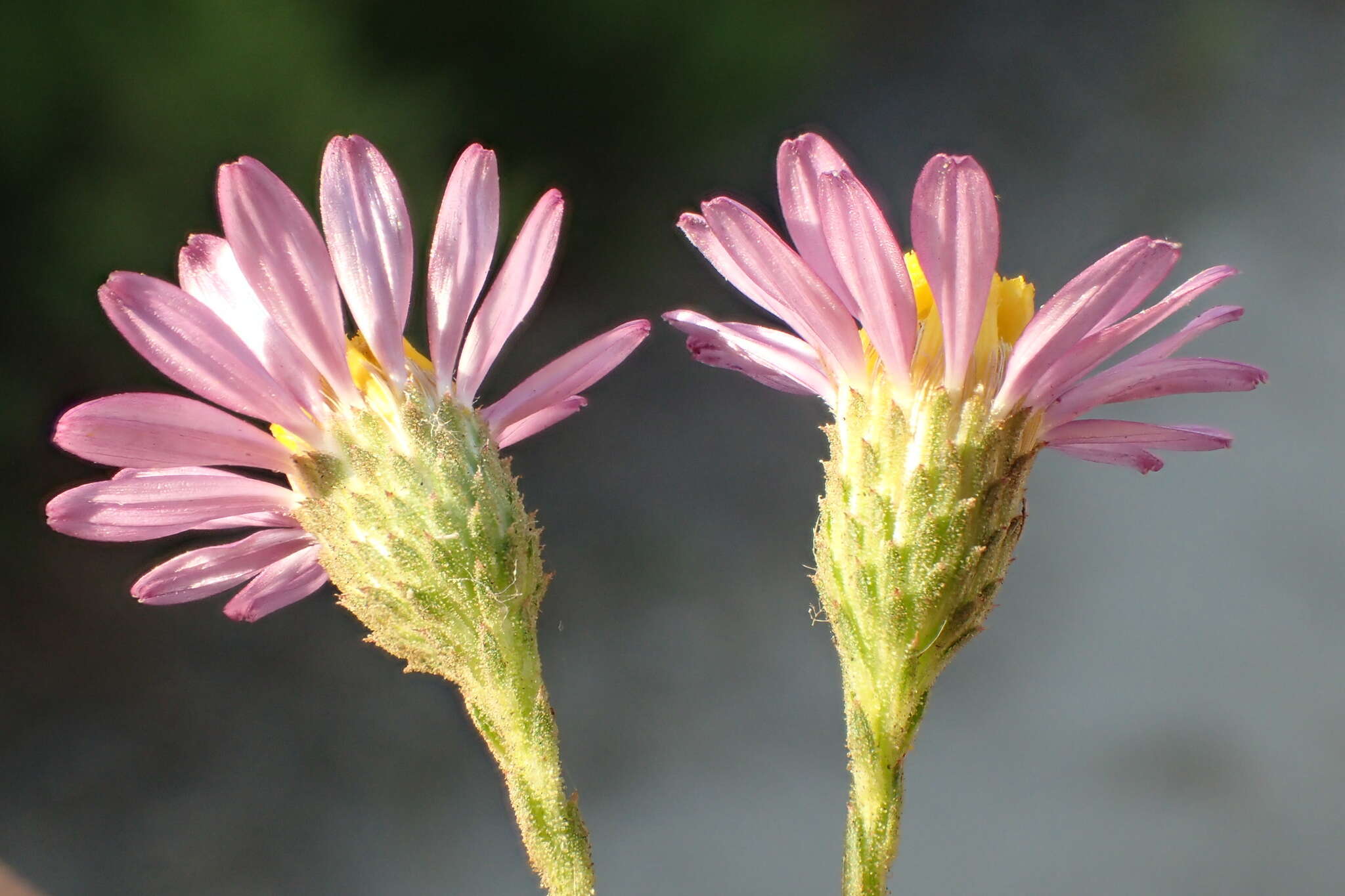 Image of <i>Corethrogyne <i>filaginifolia</i></i> var. filaginifolia