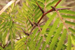 Image of Pseudomyrmex ferrugineus (Smith 1877)