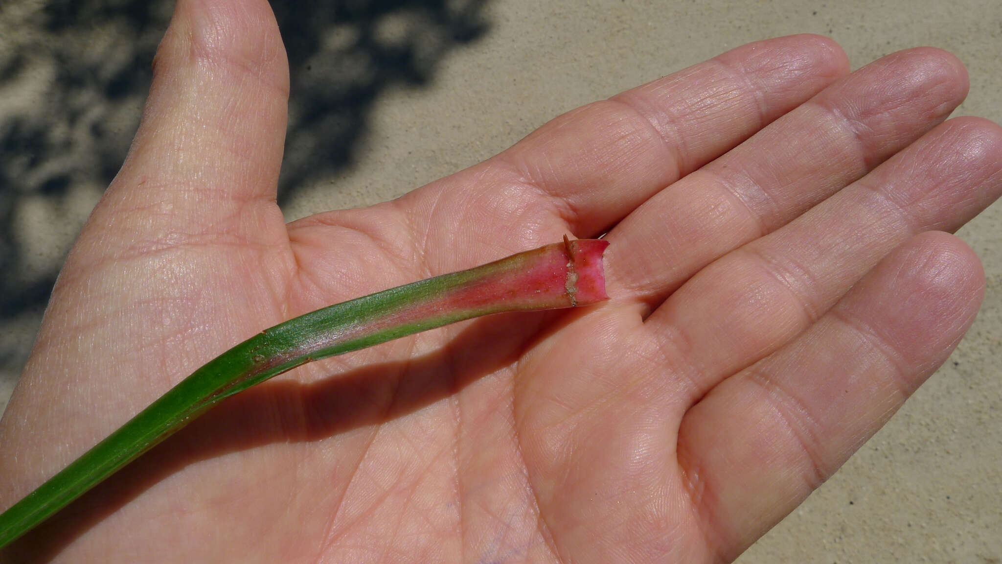 Image of Stylidium armeria (Labill.) Labill.