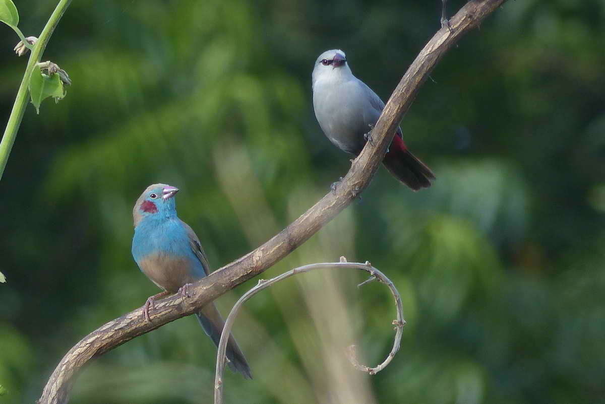 Image of Lavender Waxbill