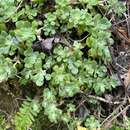 Sivun Sedum spathulifolium subsp. spathulifolium kuva