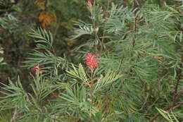 Imagem de Grevillea banksii R. Br.