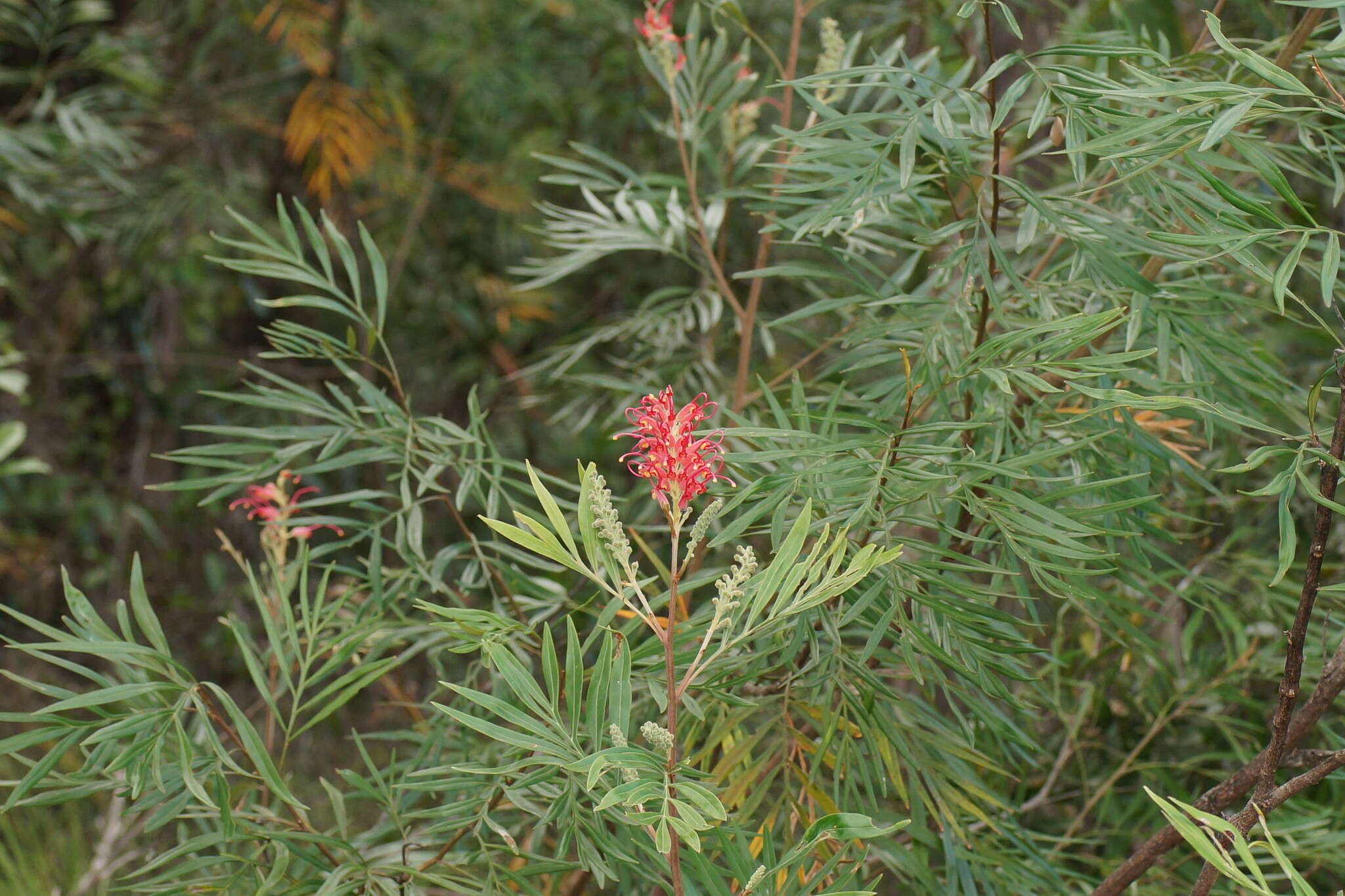 Imagem de Grevillea banksii R. Br.