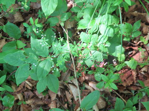 Image of Galium dahuricum Turcz. ex Ledeb.