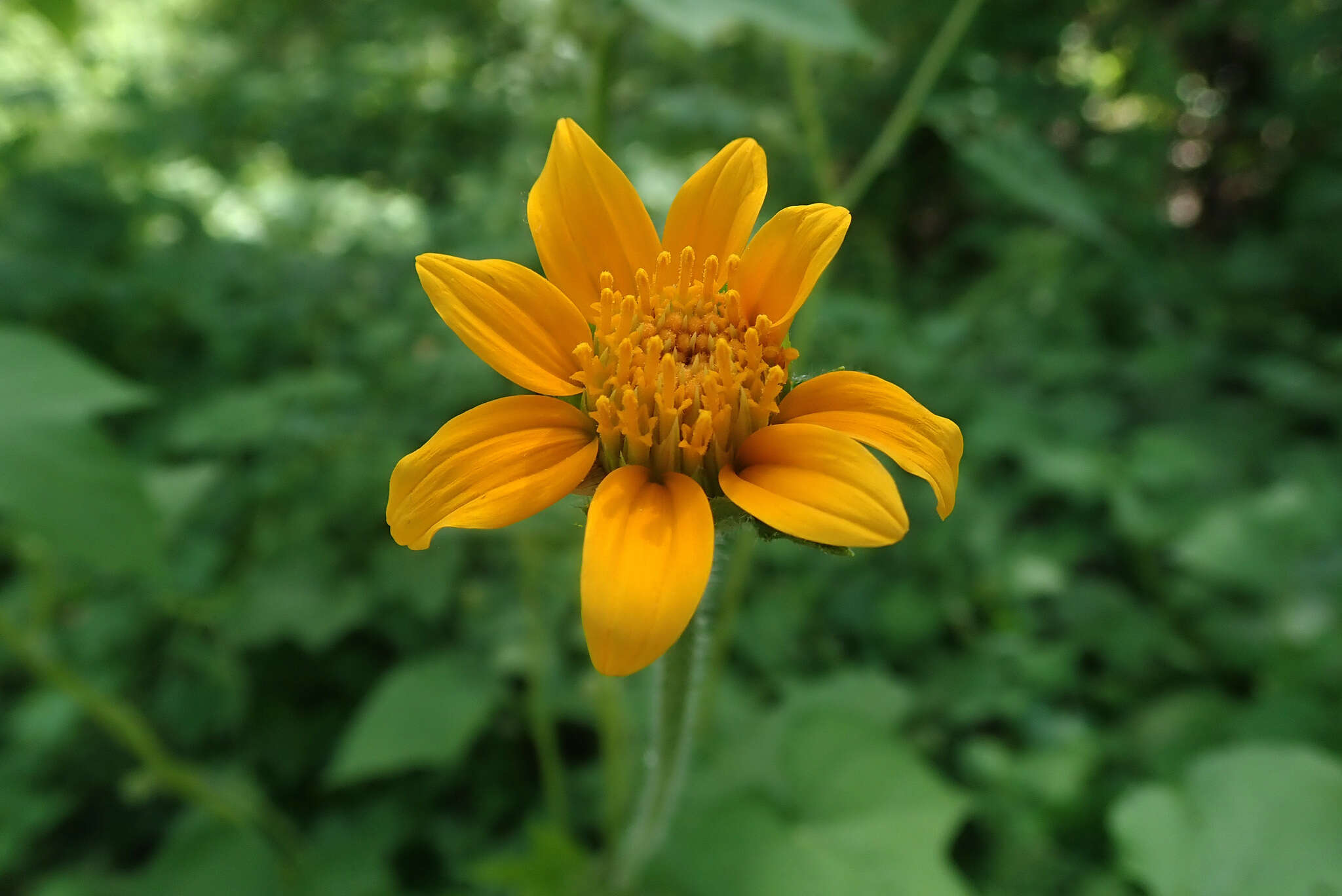 صورة Tithonia thurberi A. Gray