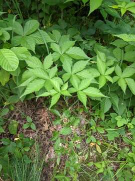 صورة Rubus recurvans Blanchard