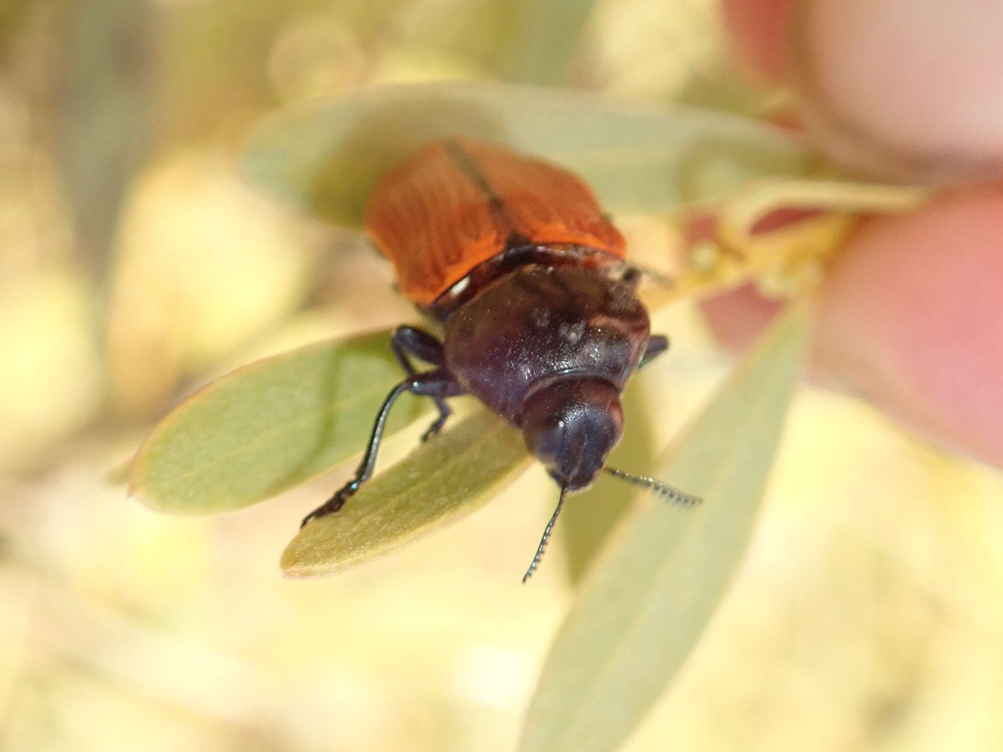 Image of Castiarina rufipennis (Kirby 1818)