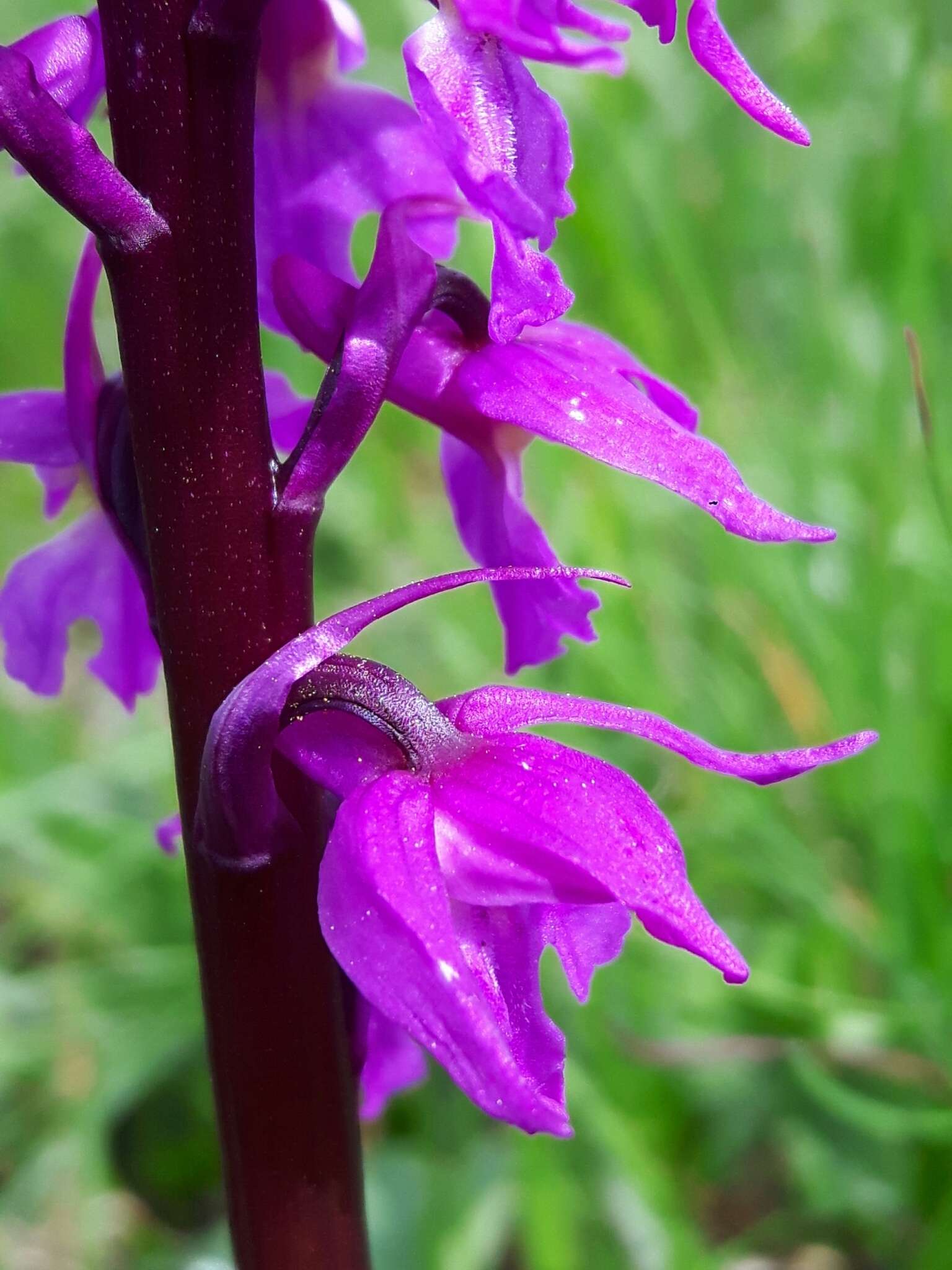 Image de Orchis mascula subsp. speciosa (Mutel) Hegi