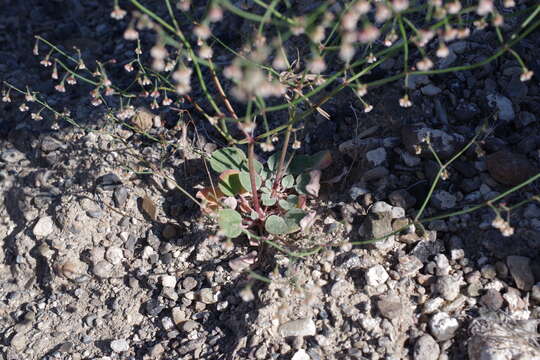 Image of Dugway buckwheat