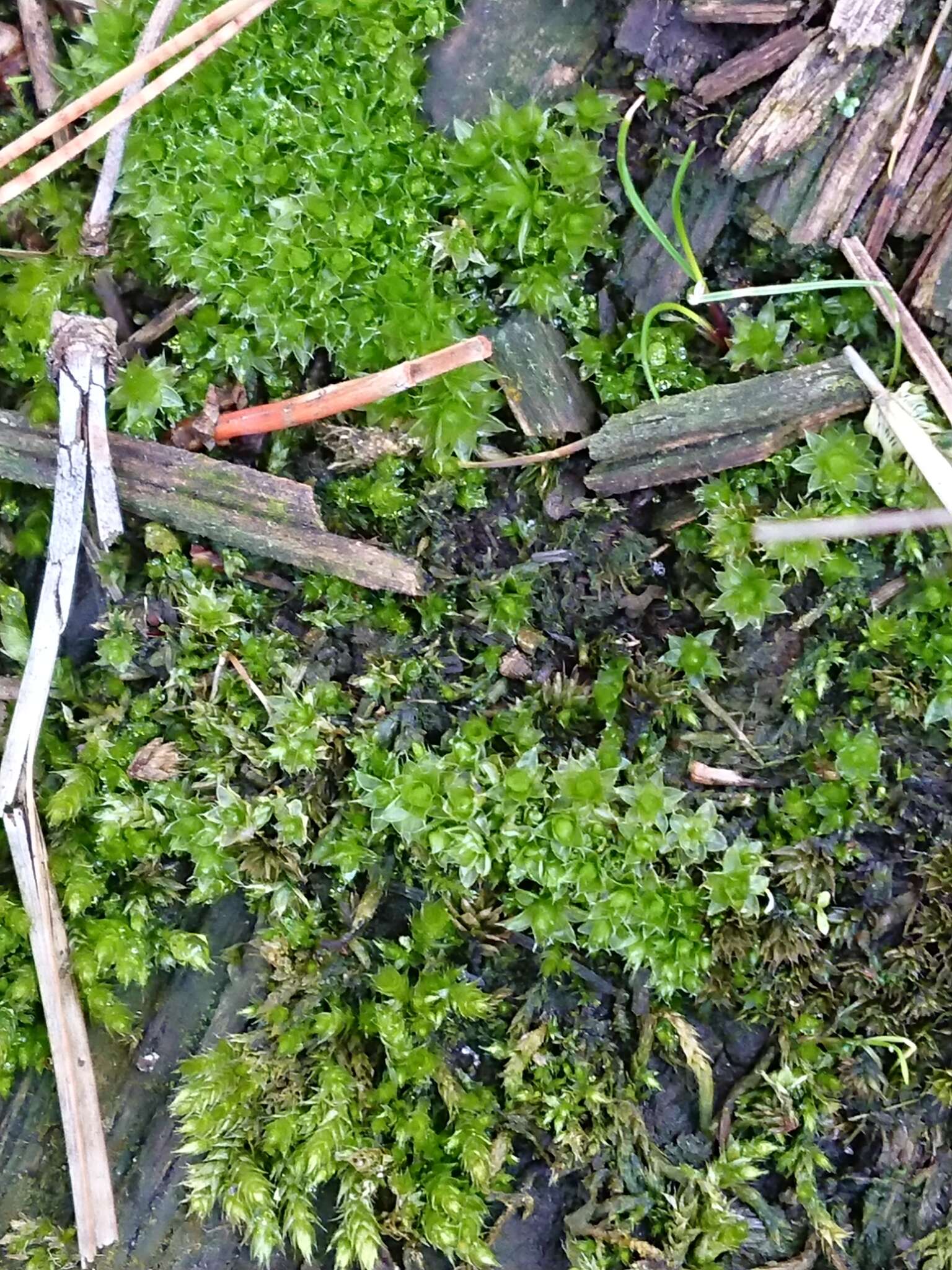 Image of Rosulabryum subtomentosum Spence 1996