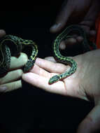 Image de Thamnophis marcianus (Baird & Girard 1853)